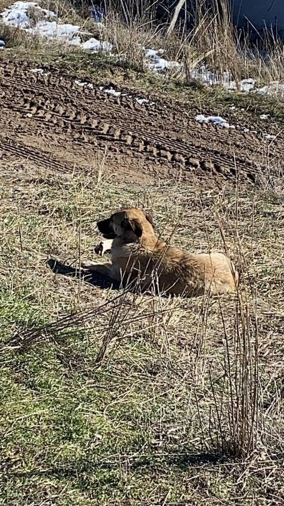 Ahıra giren başıboş köpekler 11 büyükbaş hayvanı telef etti
