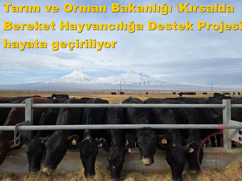 Tarım ve Orman Bakanlığı: 'Kırsalda Bereket, Hayvancılığa Destek Projesi' hayata geçiriliyor